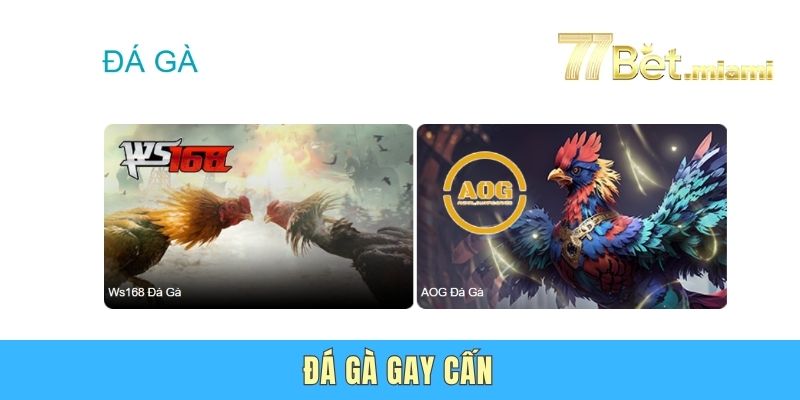77Bet - Nhà Cái Uy Tín Số 1 Châu Á | Đăng Nhập Nhận Code 57K Đá gà gay cấn